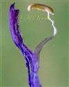  Tepal bearing stamen